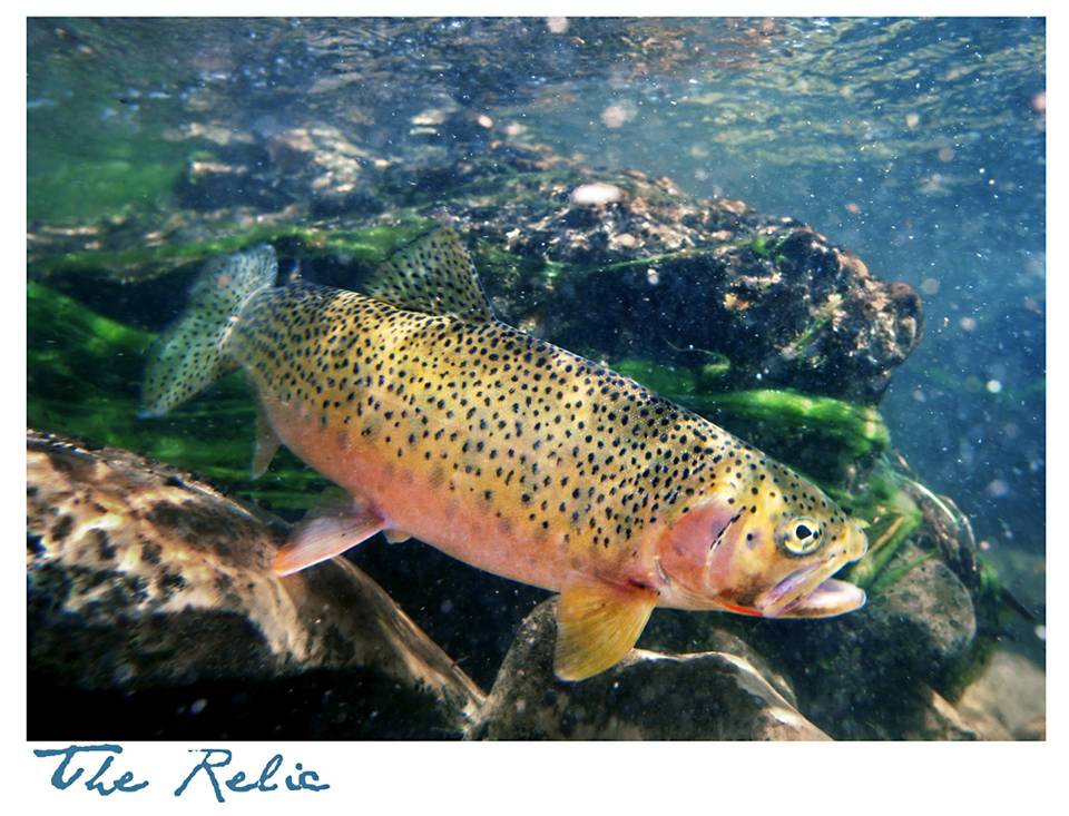 Westlope Cutthroat Trout - Headwaters of the Gallatin River