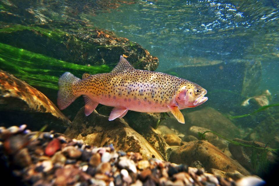 Westlope Cutthroat Trout - Headwaters of the Gallatin River