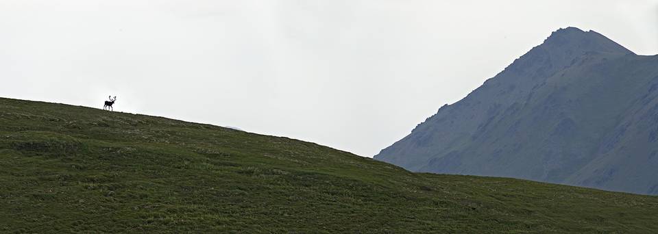 Kanektok Caribou