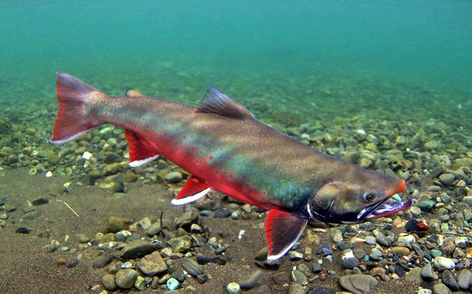 Dolly Varden spawning