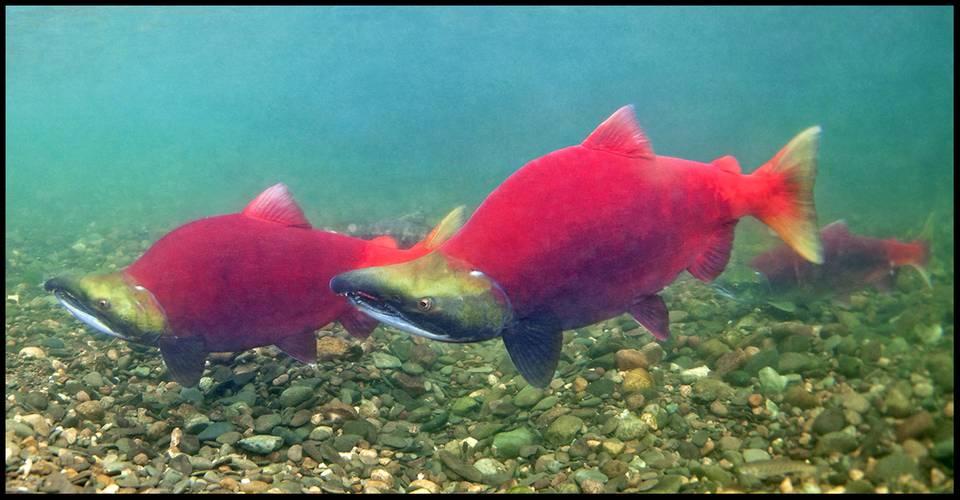 Sockeye Salmon