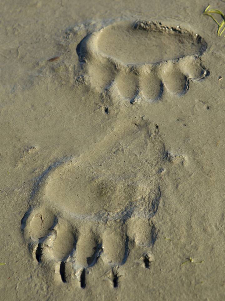 Alaskan Brown Bear prints