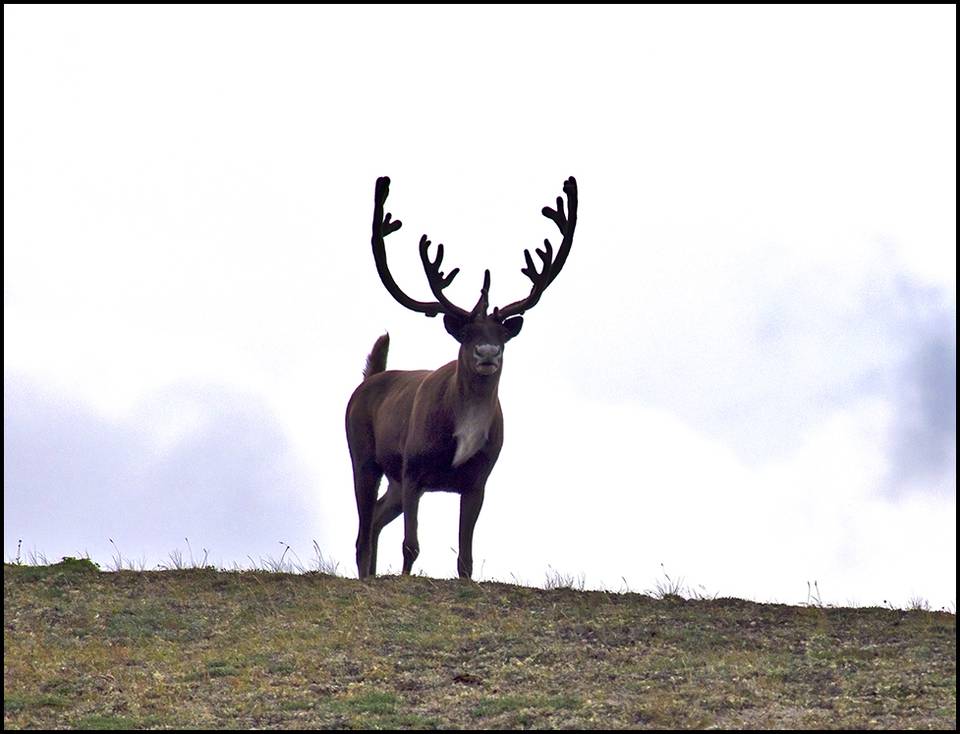 Alaskan Caribou