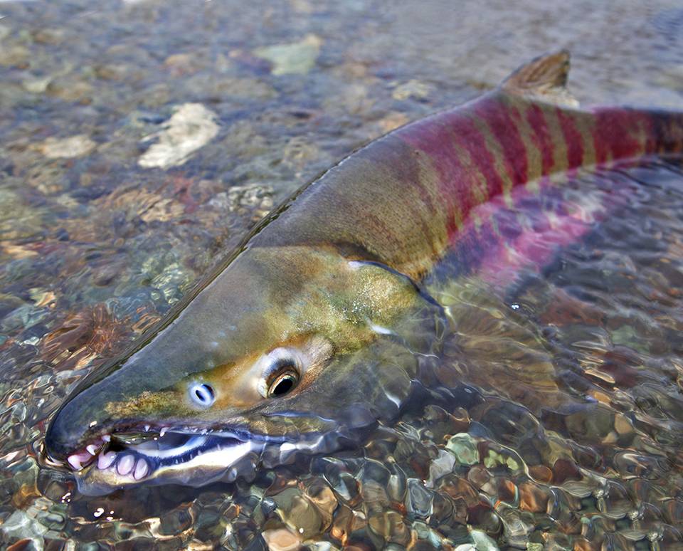 Chum Salmon Teeth