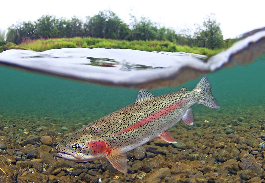 Had to use this audio 😂😂 #fyp #fishtok #arcticchar #alaska