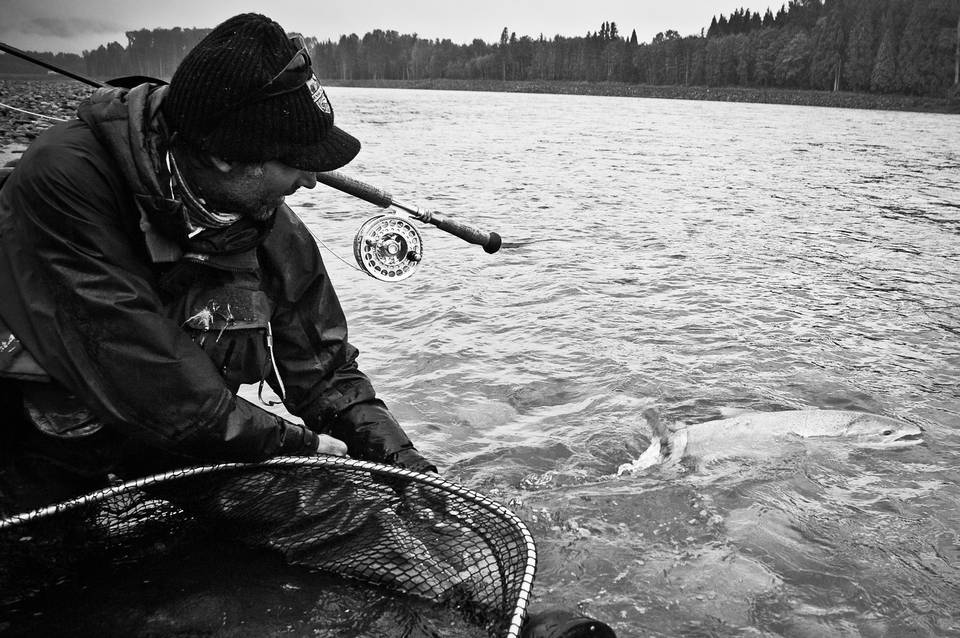 Skeena Steelhead