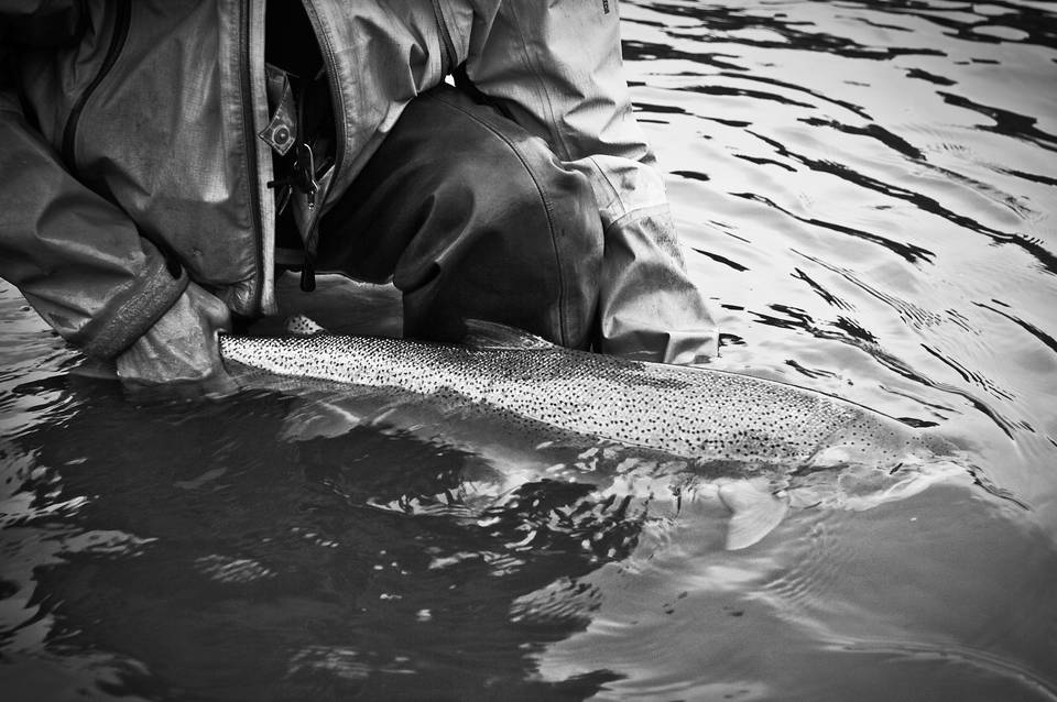 Skeena River Steelhead