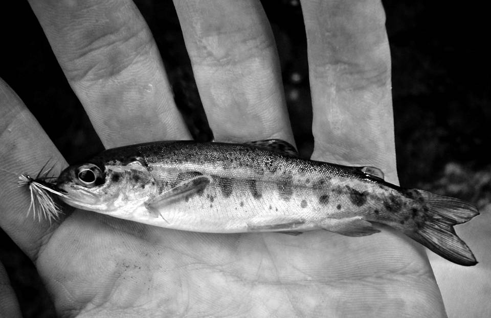 Fires Creek Rainbow - by Trent Sizemore