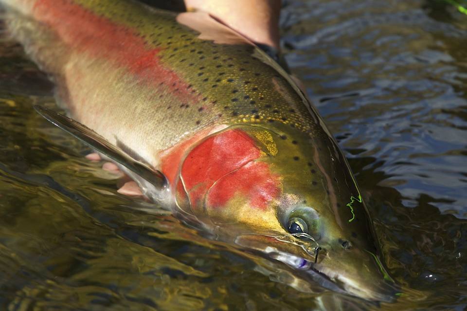 2ND PRIZE WINNER - Grande Ronde River Buck - by Gary Thompson  2ND PRIZE WINNER - Grande Ronde River Buck - by Gary Thompson