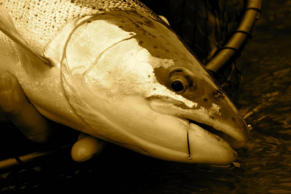 Oregon Winter Steelhead