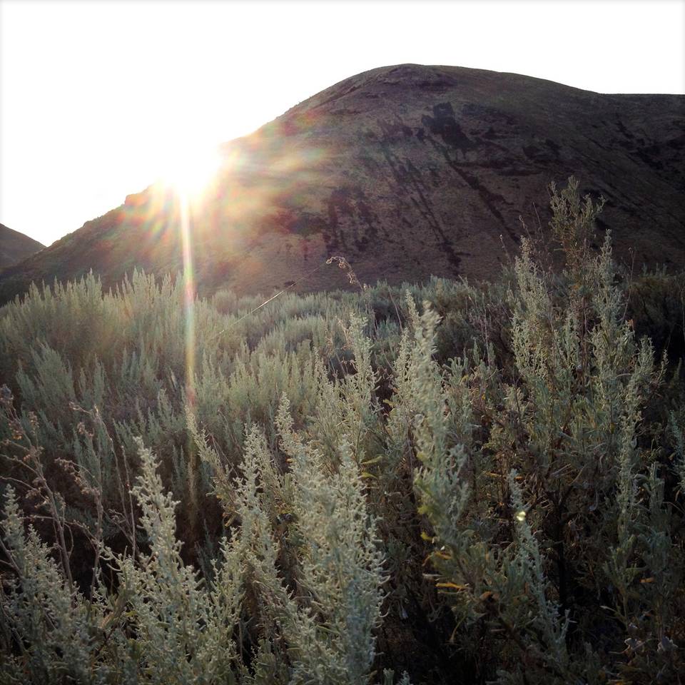 Morning Sagebrush