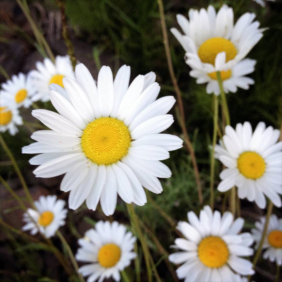 Daisy Patches