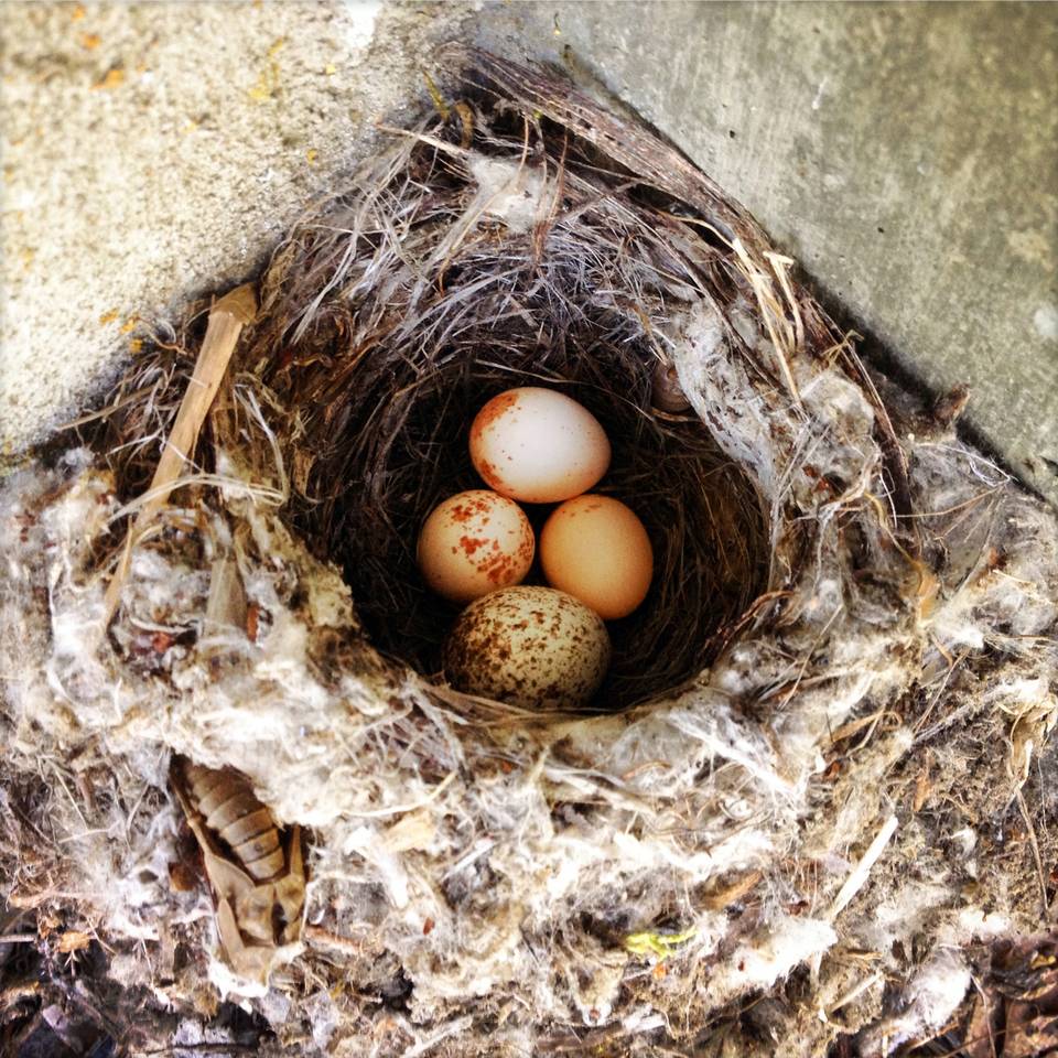 Swallow Eggs in Nest