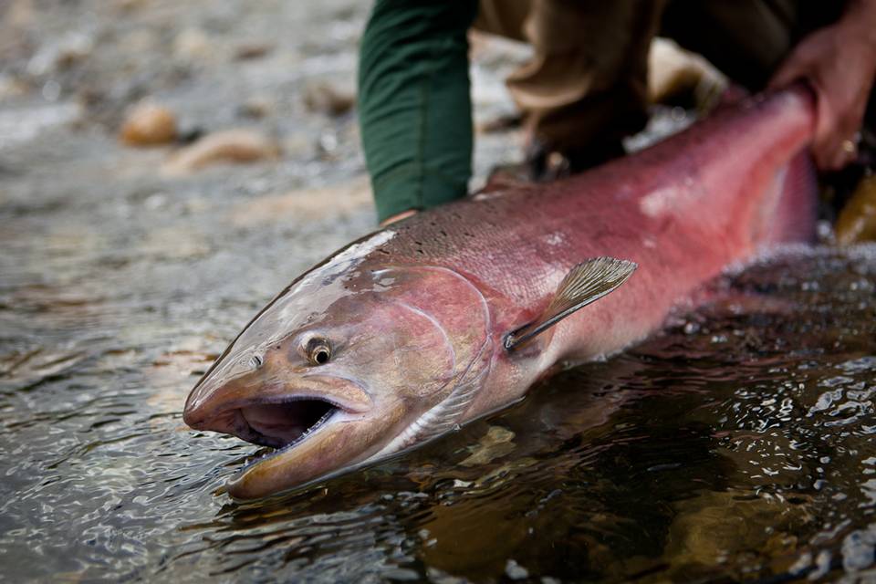 Fly Fishing Alaska on a Budget