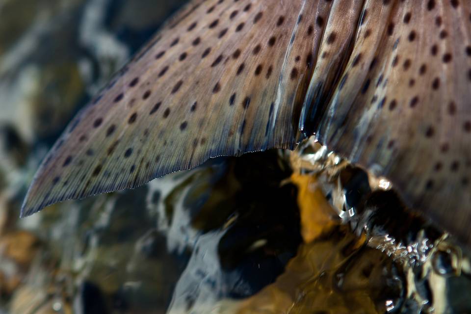Fly Fishing Alaska on a Budget