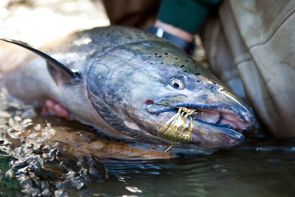 Fly Fishing Alaska on a Budget