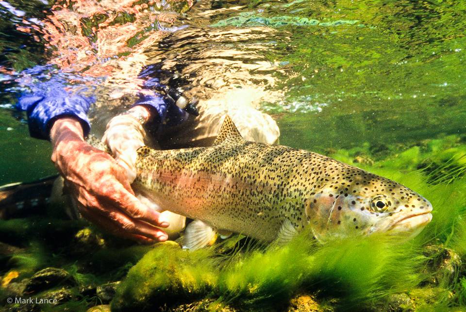 Kamchatka Fly Fishing - Rainbow Trout Underwater