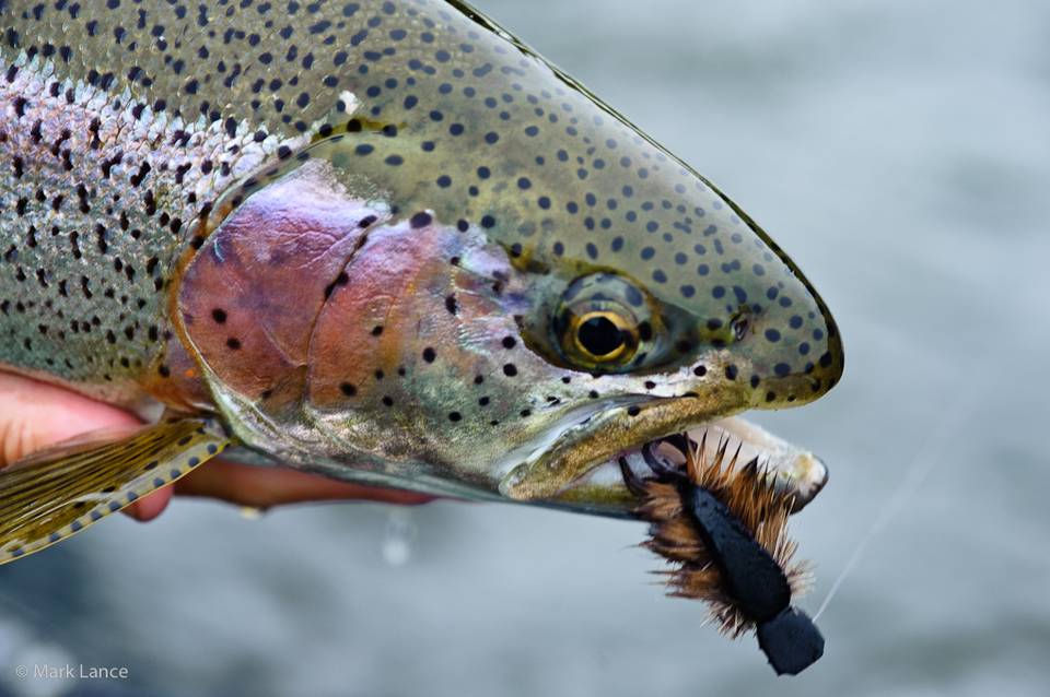 Kamchatka Fly Fishing - Rainbow Trout 2