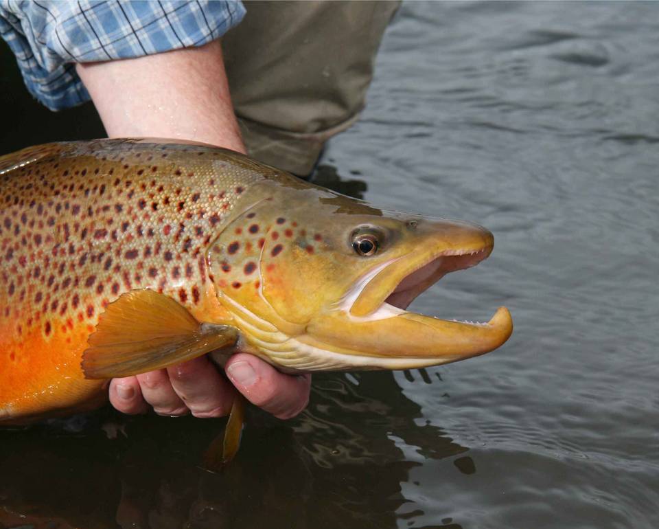 South Platte Brown Trout