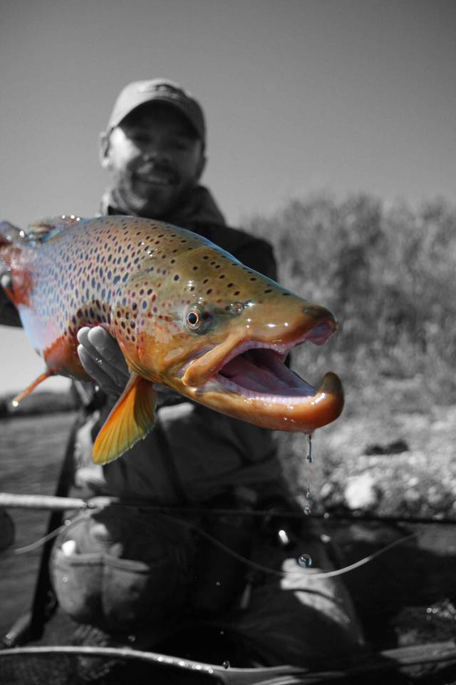 South Platte River Brown Trout