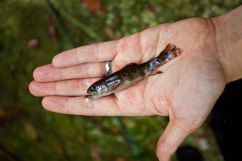 Brook Trout 2