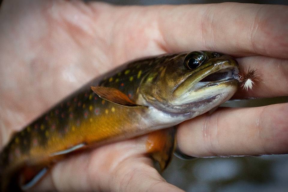 Brook Trout 2