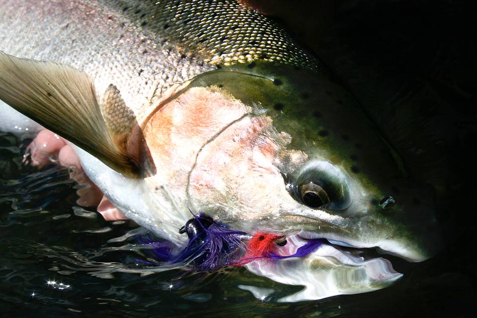 More Deschutes summer steel. Larimer Steelhead 12