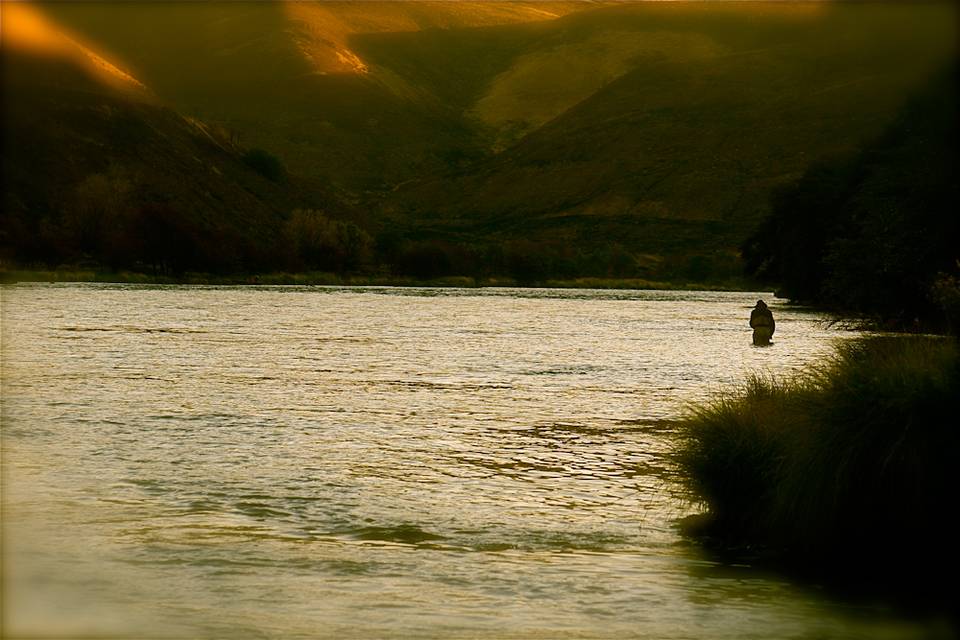 Larimer Steelhead 4