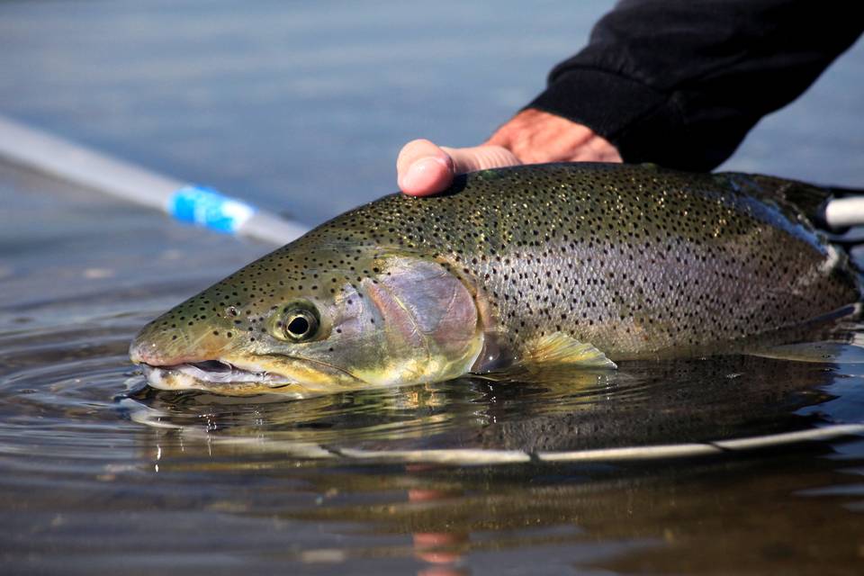 Fly Fishing Puget Sound: Part I