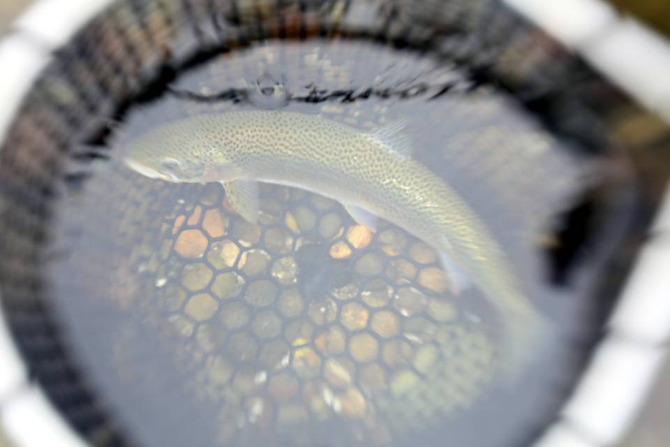 Fly Fishing Puget Sound