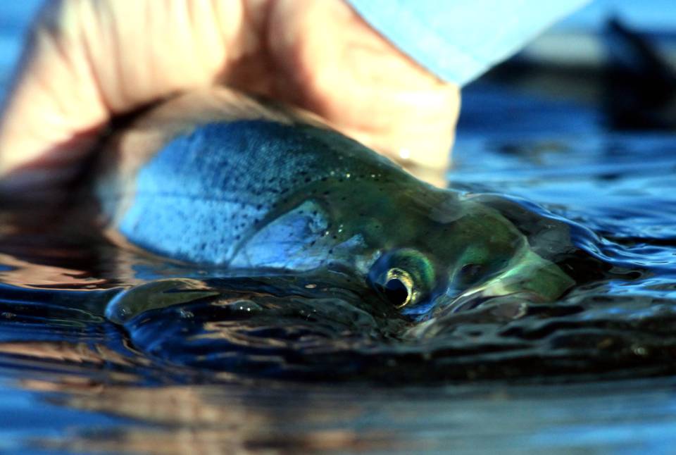 Fly Fishing Puget Sound