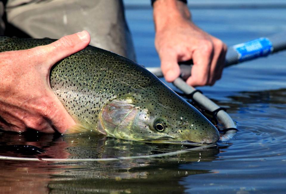 Fly Fishing Puget Sound