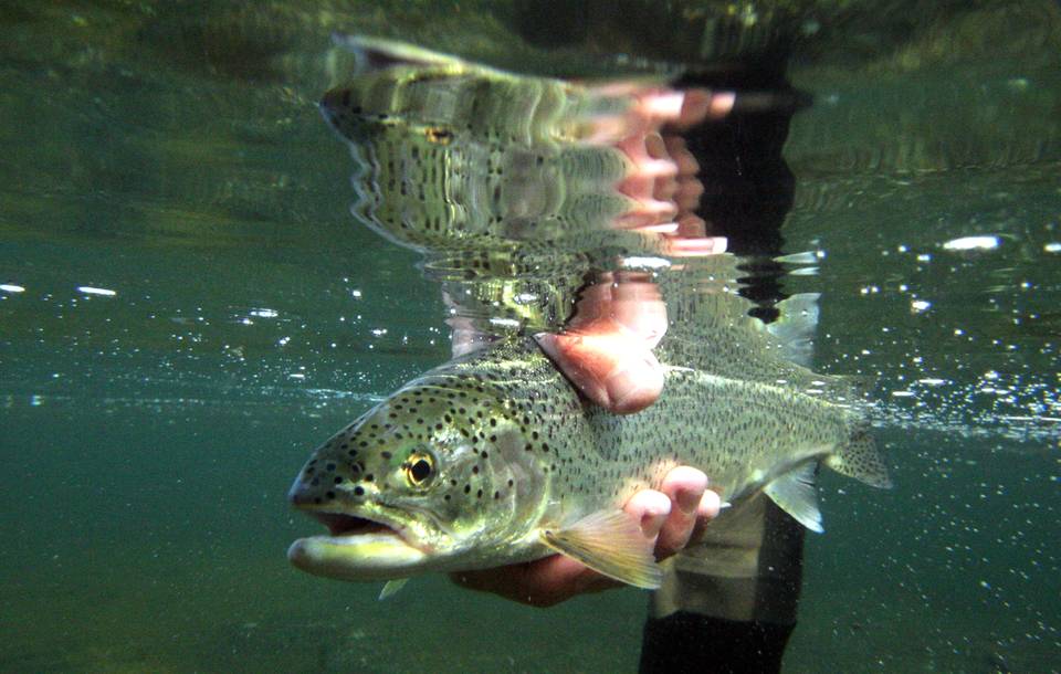 Fly Fishing Puget Sound