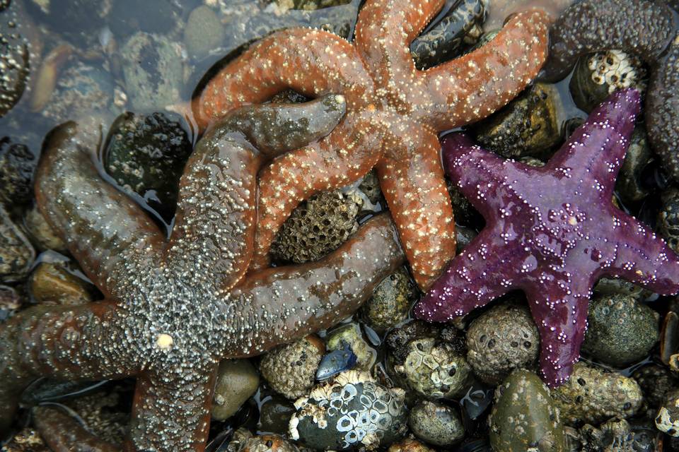 Fly Fishing Puget Sound: Part I