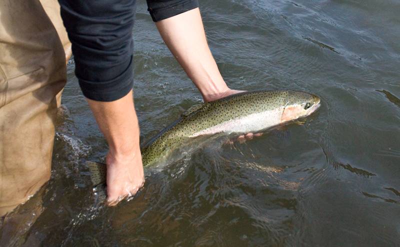 The same fish, leaving. Deschutes River Steelhead 2