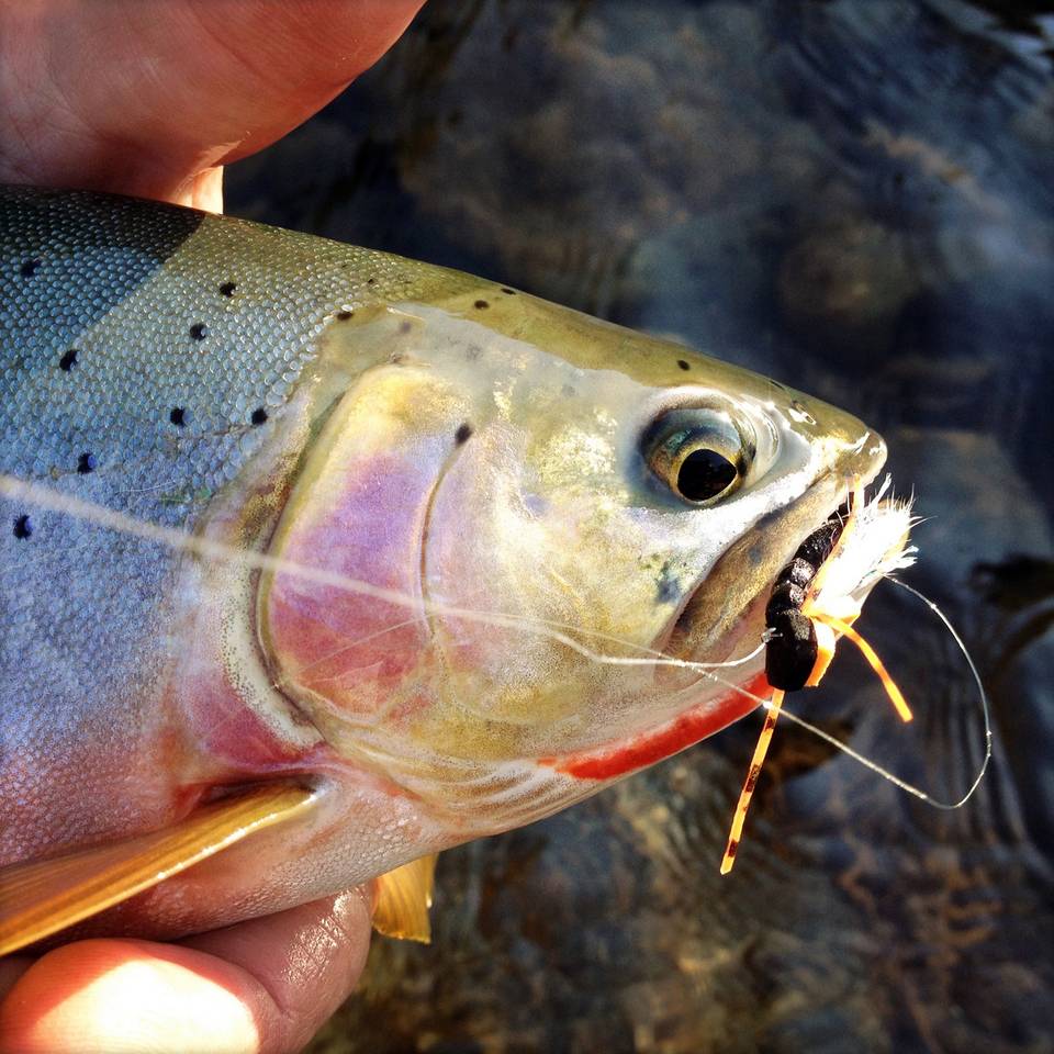 Cascades Cutthroat Trout