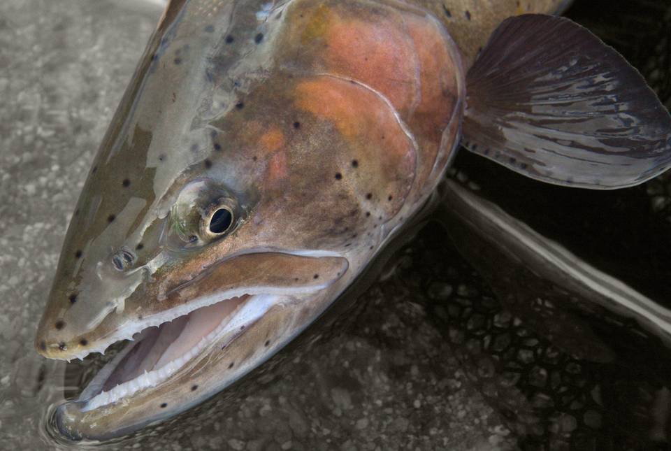 Chasing Pyramid Lake's Lahontans