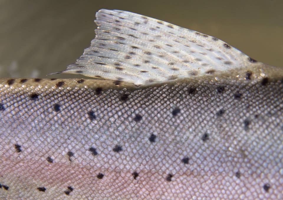 Chasing Pyramid Lake's Lahontans