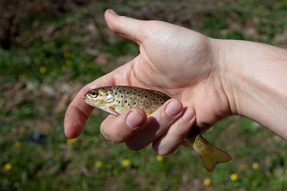 A tiny wild brown trout from Valley Creek, just outside Philadelphia.
