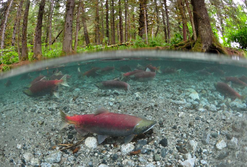 Into the Salmon World - Paul Vecsei