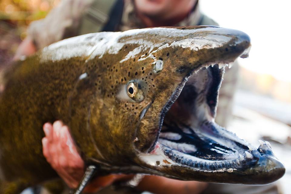 Salmon River New York Chinook