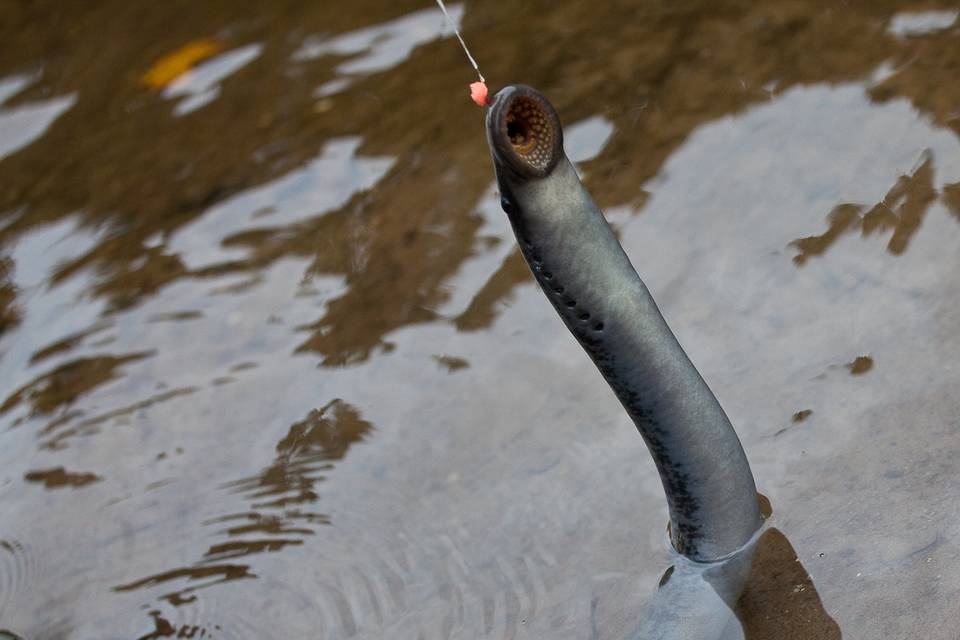 A foul hooked chinook gives up a sea lamprey as it escapes. Salmon River Sea Lamprey