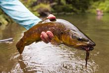 dark sided brown trout