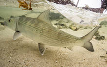 belize bonefish