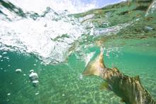 brown trout release