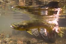 brown trout underwater