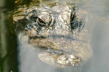 alligator submerged