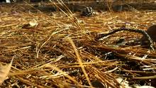 pine straw