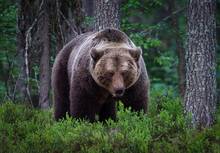 brown bear