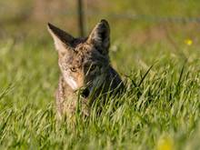 coyote hunting